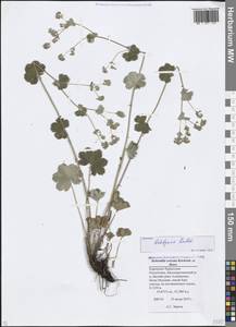 Alchemilla sericata Rchb., Caucasus, Stavropol Krai, Karachay-Cherkessia & Kabardino-Balkaria (K1b) (Russia)