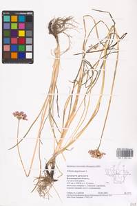 Allium angulosum L., Eastern Europe, Central region (E4) (Russia)
