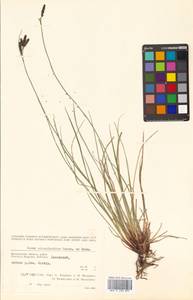 Carex eleusinoides Turcz. ex Kunth, Siberia, Chukotka & Kamchatka (S7) (Russia)