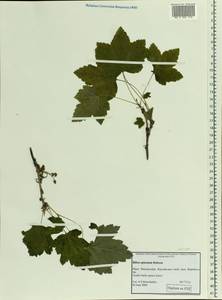 Ribes spicatum, Eastern Europe, Northern region (E1) (Russia)