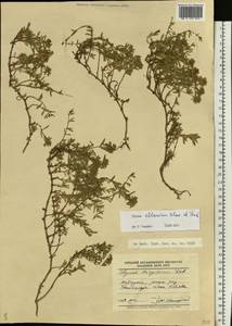 Thymus kirgisorum Dubj., Eastern Europe, Lower Volga region (E9) (Russia)