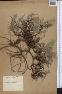 Astragalus rupifragus Pall., Middle Asia, Northern & Central Kazakhstan (M10) (Kazakhstan)