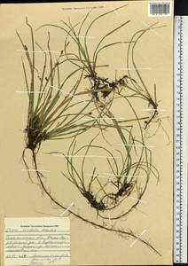 Carex, Siberia, Russian Far East (S6) (Russia)