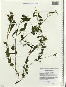 Asperugo procumbens L., Eastern Europe, Rostov Oblast (E12a) (Russia)