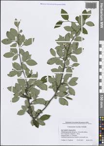 Cotoneaster acutifolius Turcz., Eastern Europe, North-Western region (E2) (Russia)