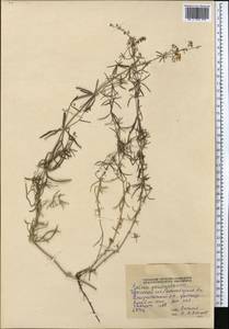 Galium pamiroalaicum Pobed., Middle Asia, Western Tian Shan & Karatau (M3) (Tajikistan)