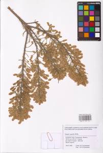 Tamarix gracilis Willd., Middle Asia, Caspian Ustyurt & Northern Aralia (M8) (Kazakhstan)