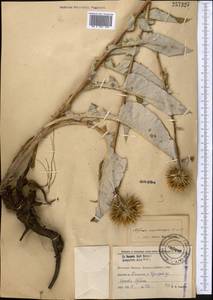 Alfredia acantholepis Kar. & Kir., Middle Asia, Western Tian Shan & Karatau (M3) (Kyrgyzstan)