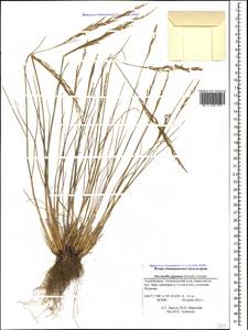 Puccinellia gigantea (Grossh.) Grossh., Caucasus, Azerbaijan (K6) (Azerbaijan)