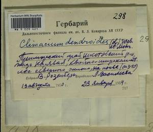 Climacium dendroides (Hedw.) F. Weber & D. Mohr, Bryophytes, Bryophytes - Russian Far East (excl. Chukotka & Kamchatka) (B20) (Russia)