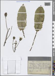 Crepis sibirica L., Siberia, Baikal & Transbaikal region (S4) (Russia)