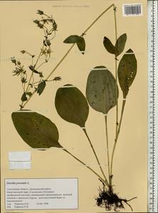 Swertia perennis, Eastern Europe, Western region (E3) (Russia)