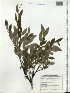 Salix boganidensis Trautv., Siberia, Central Siberia (S3) (Russia)