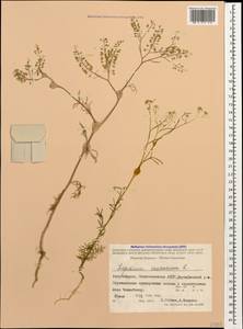 Lepidium vesicarium L., Caucasus, Azerbaijan (K6) (Azerbaijan)