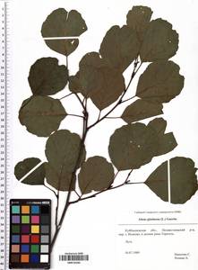 Alnus glutinosa (L.) Gaertn., Eastern Europe, Middle Volga region (E8) (Russia)
