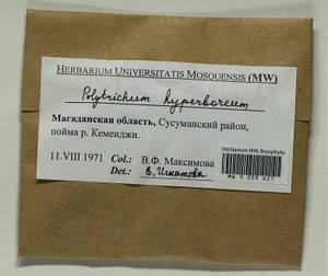 Polytrichum hyperboreum R. Br., Bryophytes, Bryophytes - Chukotka & Kamchatka (B21) (Russia)