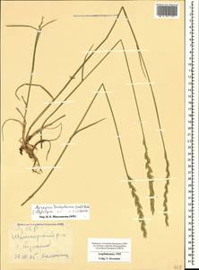 Thinopyrum intermedium subsp. intermedium, Caucasus, Azerbaijan (K6) (Azerbaijan)