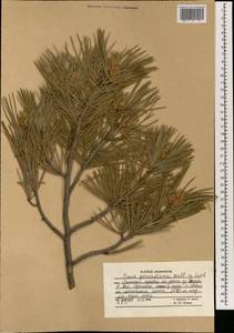 Pinus gerardiana Wall. ex D. Don, South Asia, South Asia (Asia outside ex-Soviet states and Mongolia) (ASIA) (Afghanistan)