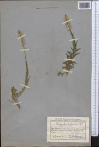 Polygala comosa subsp. comosa, Middle Asia, Caspian Ustyurt & Northern Aralia (M8) (Kazakhstan)