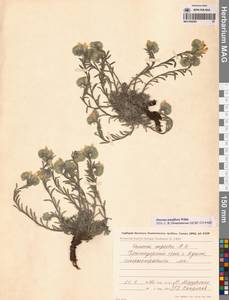 Onosma tenuiflora Willd., Caucasus, Black Sea Shore (from Novorossiysk to Adler) (K3) (Russia)