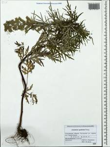 Artemisia vulgaris subsp. vulgaris, Siberia, Russian Far East (S6) (Russia)