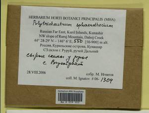 Polytrichastrum sphaerothecium (Besch.) J.-P. Frahm, Bryophytes, Bryophytes - Russian Far East (excl. Chukotka & Kamchatka) (B20) (Russia)