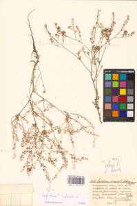 Lepidium ruderale L., Eastern Europe, Lower Volga region (E9) (Russia)