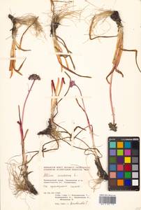 Allium senescens L., Siberia, Russian Far East (S6) (Russia)