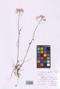 Cardamine pratensis subsp. dentata (Schult.) Čelak., Eastern Europe, Moscow region (E4a) (Russia)