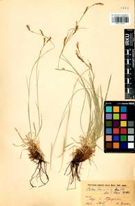 Carex lanceolata Boott, Siberia, Baikal & Transbaikal region (S4) (Russia)