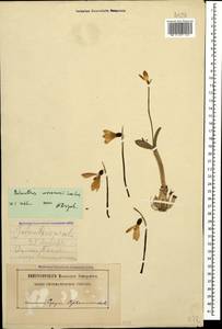 Galanthus woronowii Losinsk., Caucasus, Abkhazia (K4a) (Abkhazia)