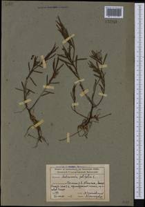 Andromeda polifolia L., Siberia, Altai & Sayany Mountains (S2) (Russia)