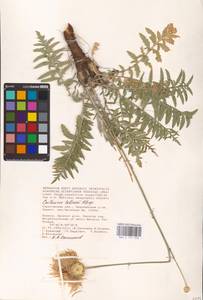 Rhaponticoides taliewii (Kleopow) M. V. Agab. & Greuter, Eastern Europe, Lower Volga region (E9) (Russia)