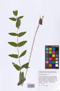 Scutellaria galericulata L., Eastern Europe, Lower Volga region (E9) (Russia)