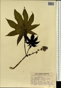 Ricinus communis L., South Asia, South Asia (Asia outside ex-Soviet states and Mongolia) (ASIA) (India)