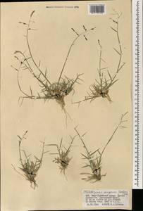 Cleistogenes songorica (Roshev.) Ohwi, Mongolia (MONG) (Mongolia)