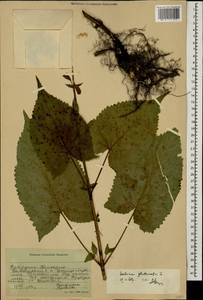 Salvia glutinosa L., Caucasus, Stavropol Krai, Karachay-Cherkessia & Kabardino-Balkaria (K1b) (Russia)