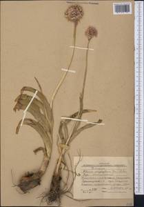 Allium carolinianum Redouté, Middle Asia, Western Tian Shan & Karatau (M3) (Kyrgyzstan)