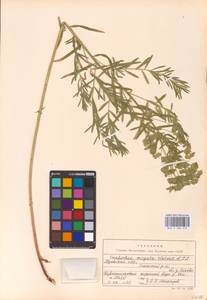 Euphorbia virgata Waldst. & Kit., Eastern Europe, Central region (E4) (Russia)