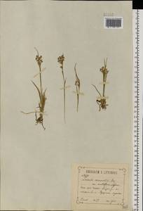 Luzula multiflora (Ehrh.) Lej., Eastern Europe, Central forest-and-steppe region (E6) (Russia)