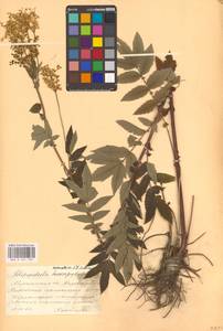 Filipendula ulmaria (L.) Maxim., Eastern Europe, Northern region (E1) (Russia)