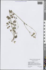 Tordylium apulum L., South Asia, South Asia (Asia outside ex-Soviet states and Mongolia) (ASIA) (Turkey)