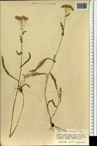 Achillea asiatica Serg., Mongolia (MONG) (Mongolia)