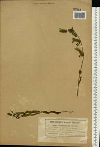 Scutellaria galericulata L., Eastern Europe, Belarus (E3a) (Belarus)