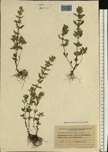 Clinopodium acinos (L.) Kuntze, Eastern Europe, West Ukrainian region (E13) (Ukraine)