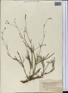 Bupleurum exaltatum M.Bieb., Middle Asia, Pamir & Pamiro-Alai (M2) (Tajikistan)