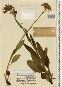 Tephroseris integrifolia subsp. caucasigena (Schischk.) Greuter, Caucasus, Stavropol Krai, Karachay-Cherkessia & Kabardino-Balkaria (K1b) (Russia)