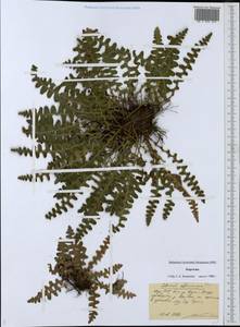 Asplenium ceterach subsp. ceterach, Middle Asia, Western Tian Shan & Karatau (M3) (Kyrgyzstan)