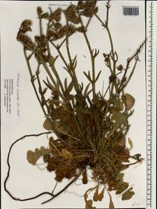 Limonium sinuatum (L.) Mill., South Asia, South Asia (Asia outside ex-Soviet states and Mongolia) (ASIA) (Israel)