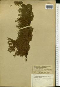 Juniperus communis L., Eastern Europe, Western region (E3) (Russia)